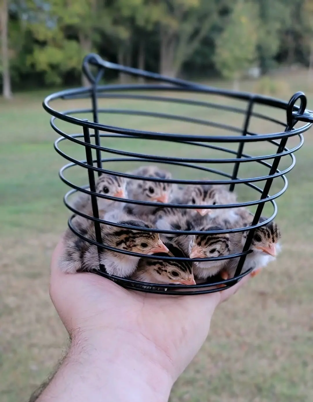 Guinea Fowl Day Old Chick