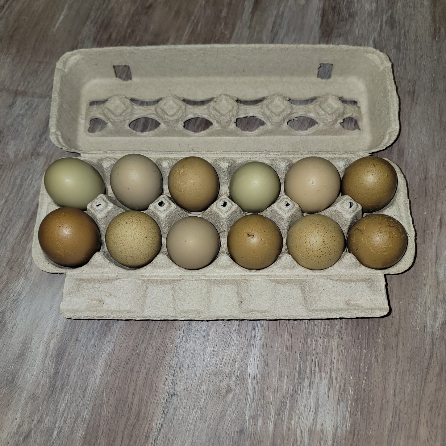 Olive Egger Day Old Chick