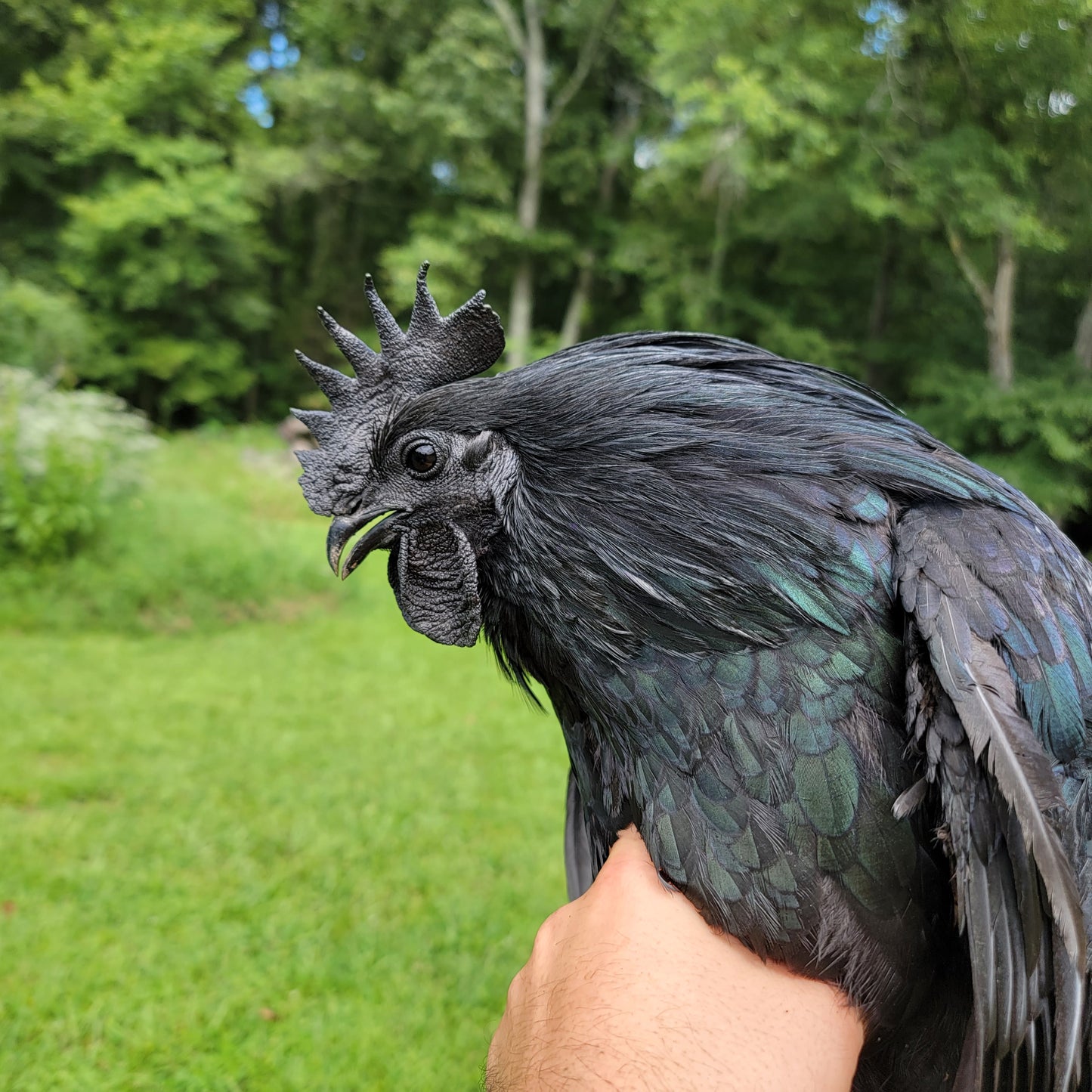 CULL Ayam Cemani Day Old Chick