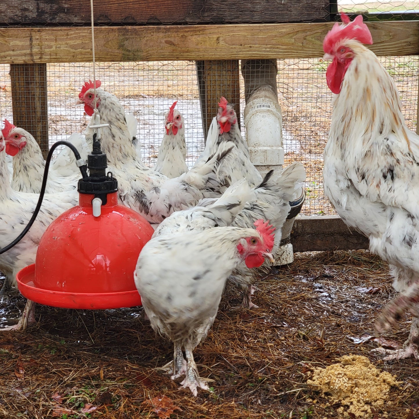 10+ Splash Copper Marans Hatching Eggs