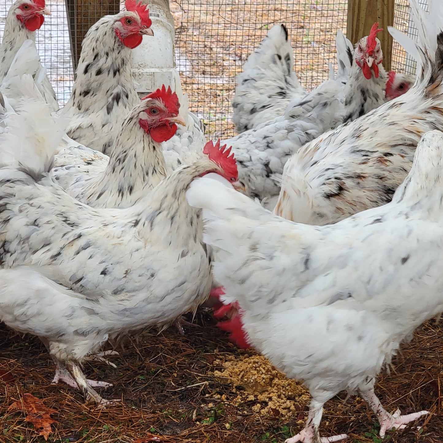 10+ Splash Copper Marans Hatching Eggs