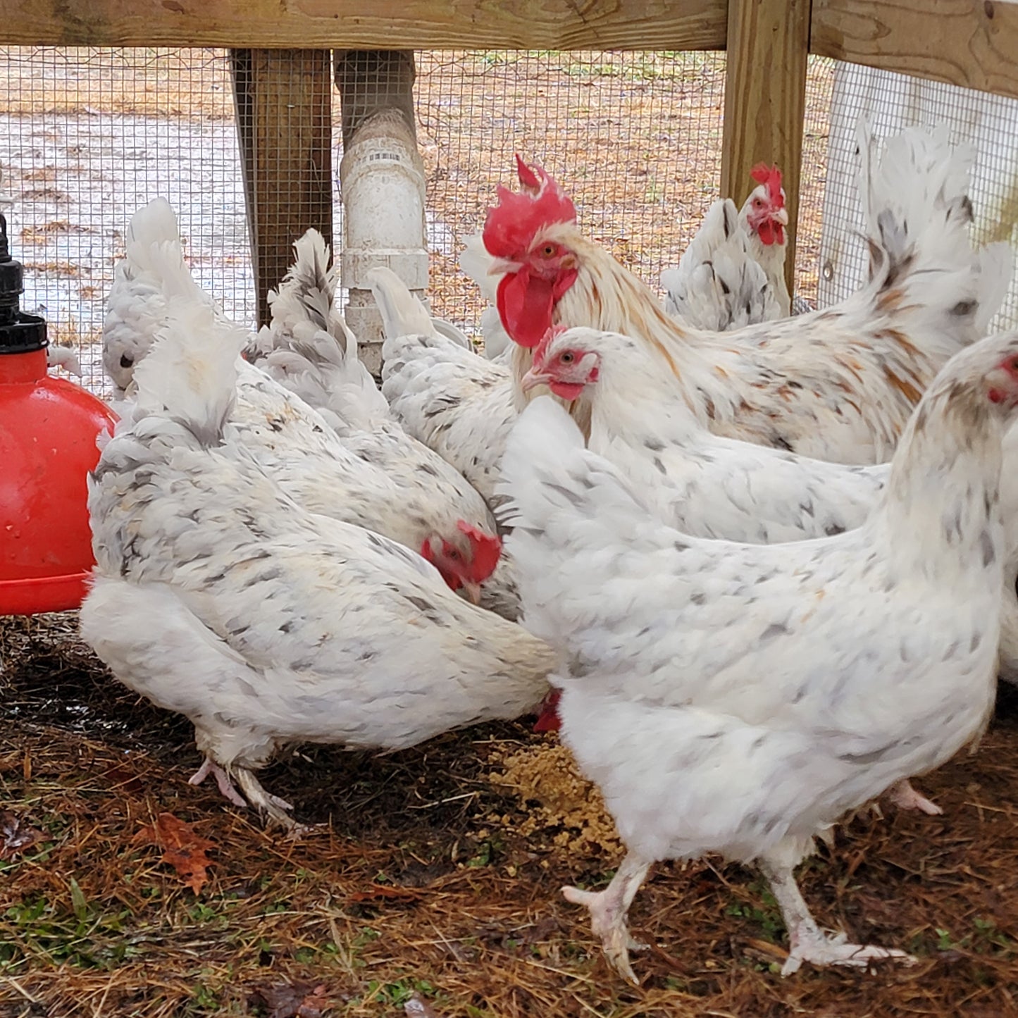 10+ Splash Copper Marans Hatching Eggs