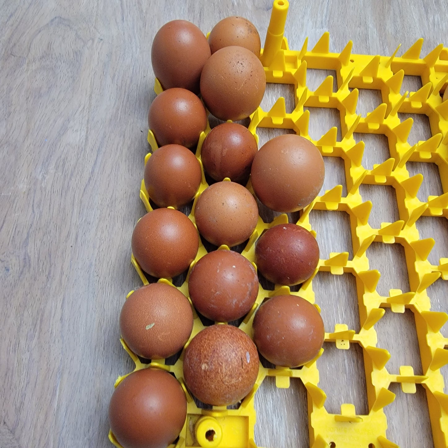 10+ Splash Copper Marans Hatching Eggs