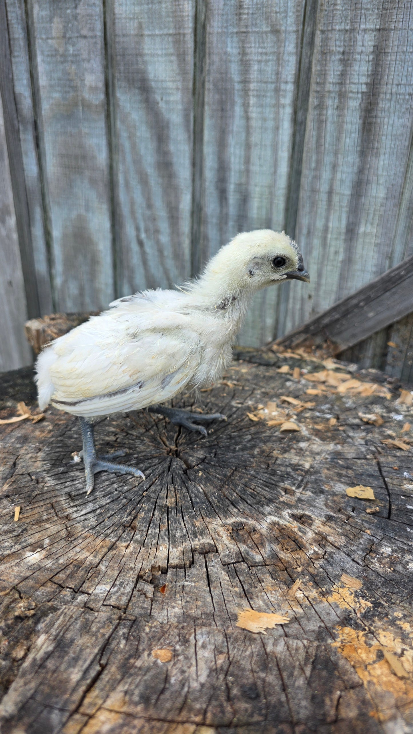 5+ Zombie (Ayam Cemani x White Leghorn) Hatching Eggs
