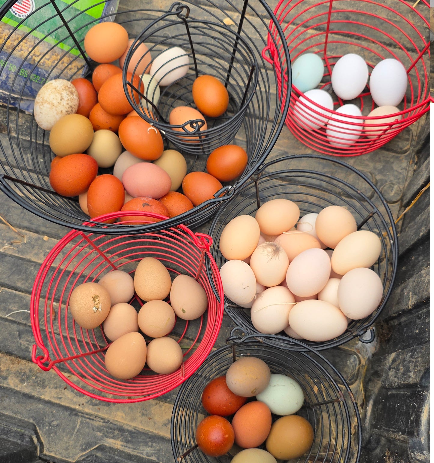 10+ Barnyard Mix Hatching Eggs