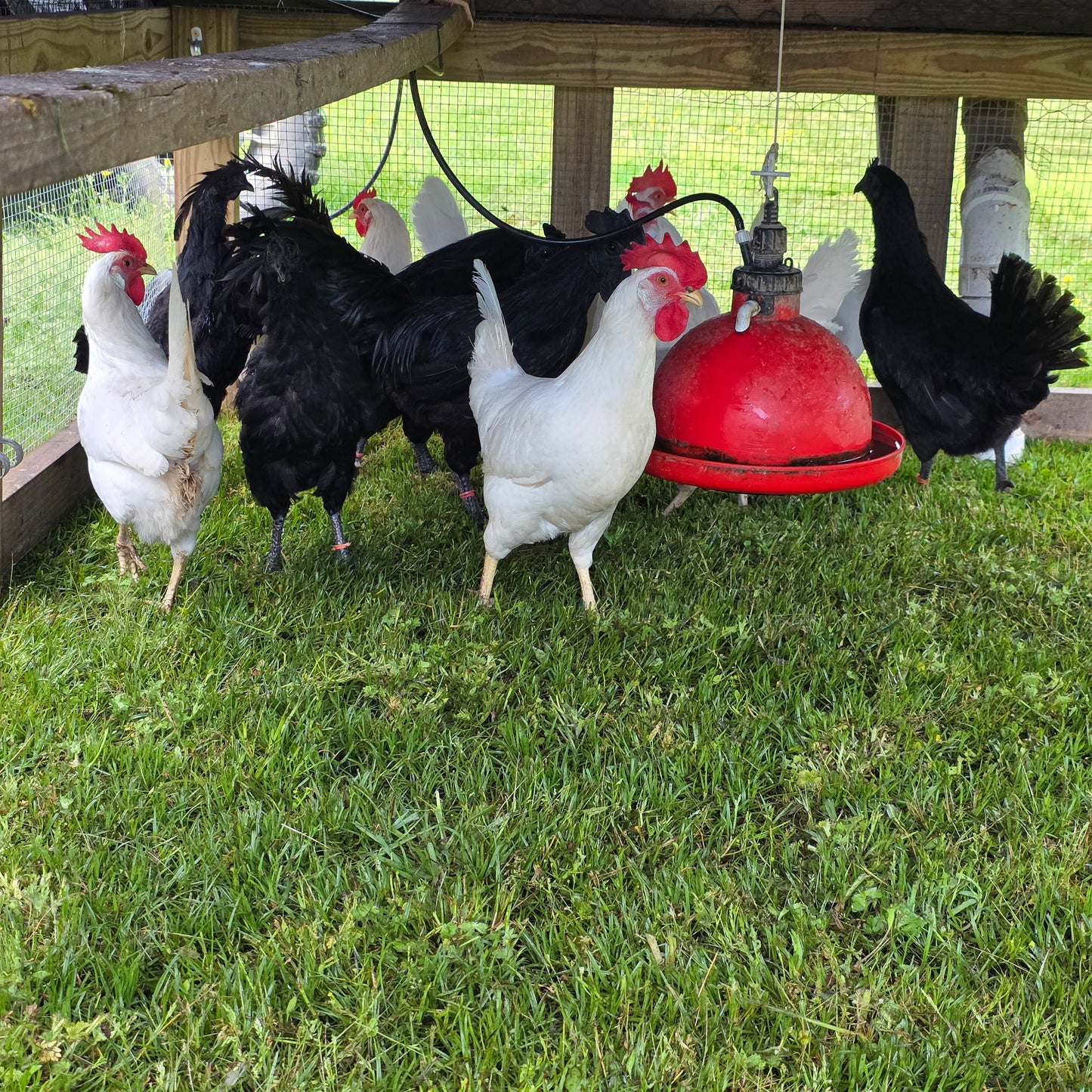 5+ Zombie (Ayam Cemani x White Leghorn) Hatching Eggs