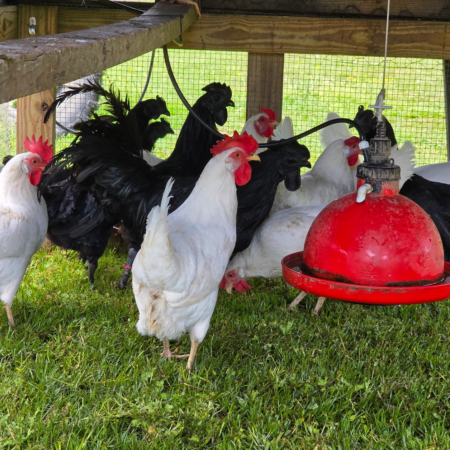 5+ Zombie (Ayam Cemani x White Leghorn) Hatching Eggs
