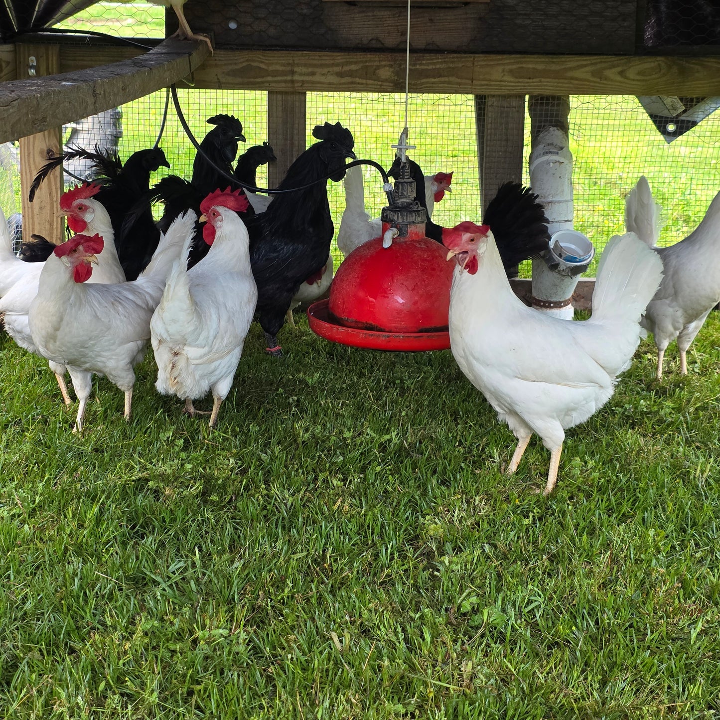 5+ Zombie (Ayam Cemani x White Leghorn) Hatching Eggs