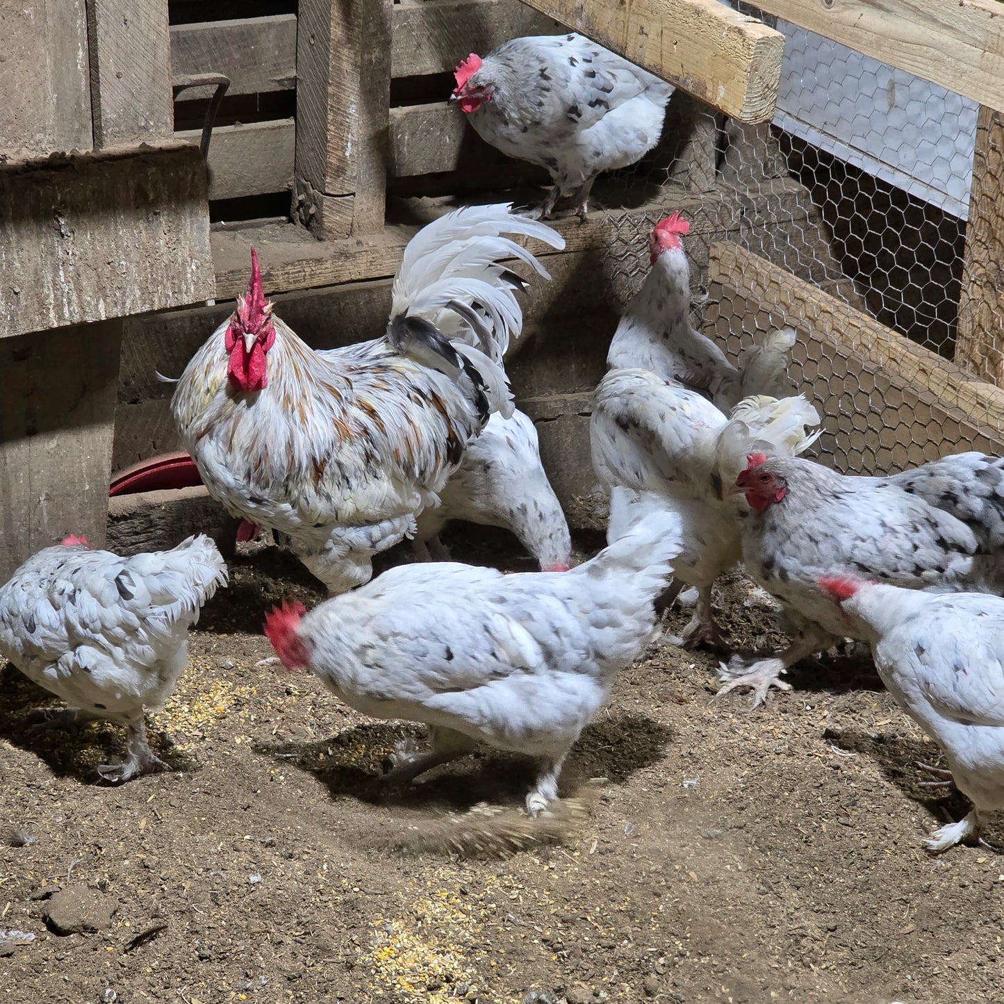 5+ Splash Copper Marans Hatching Eggs