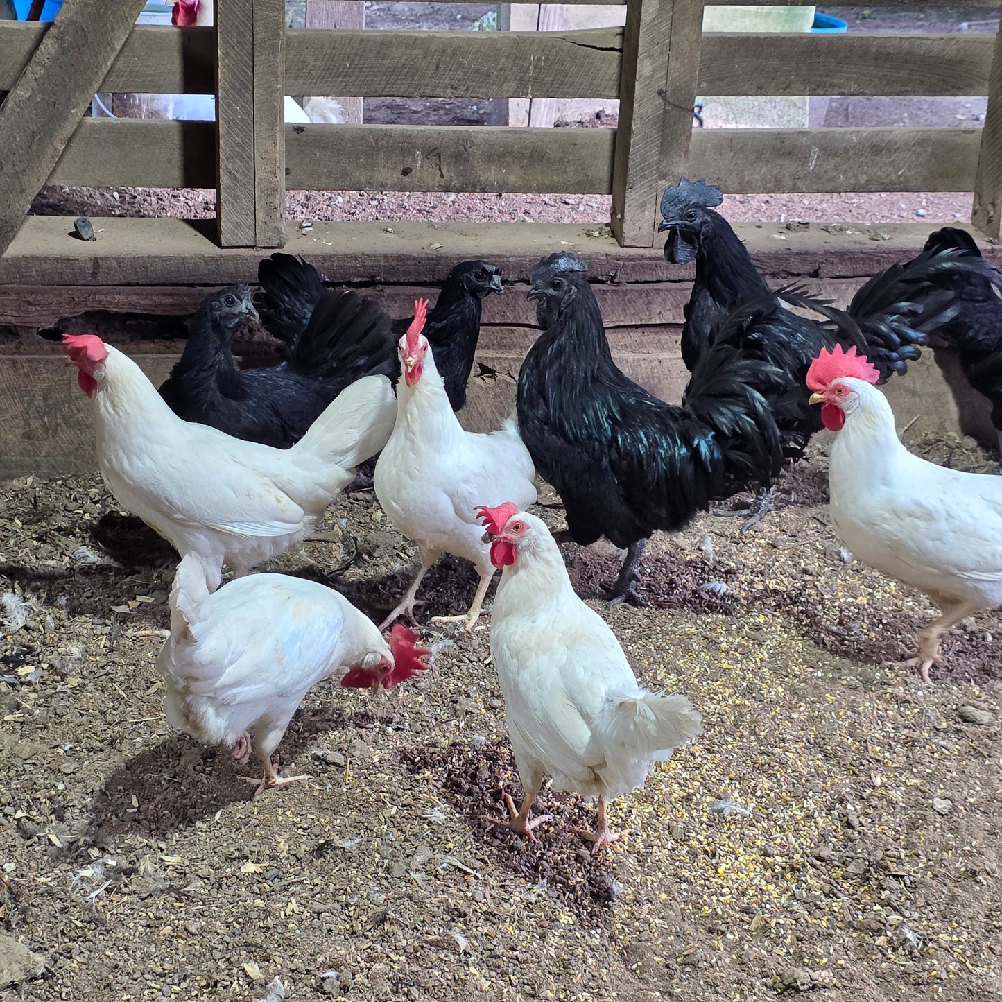 Zombie (Ayam Cemani x White Leghorn) Day Old Chick