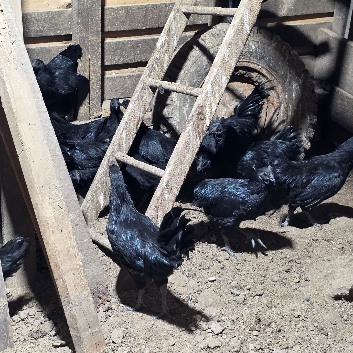 Ayam Cemani Day Old Chick