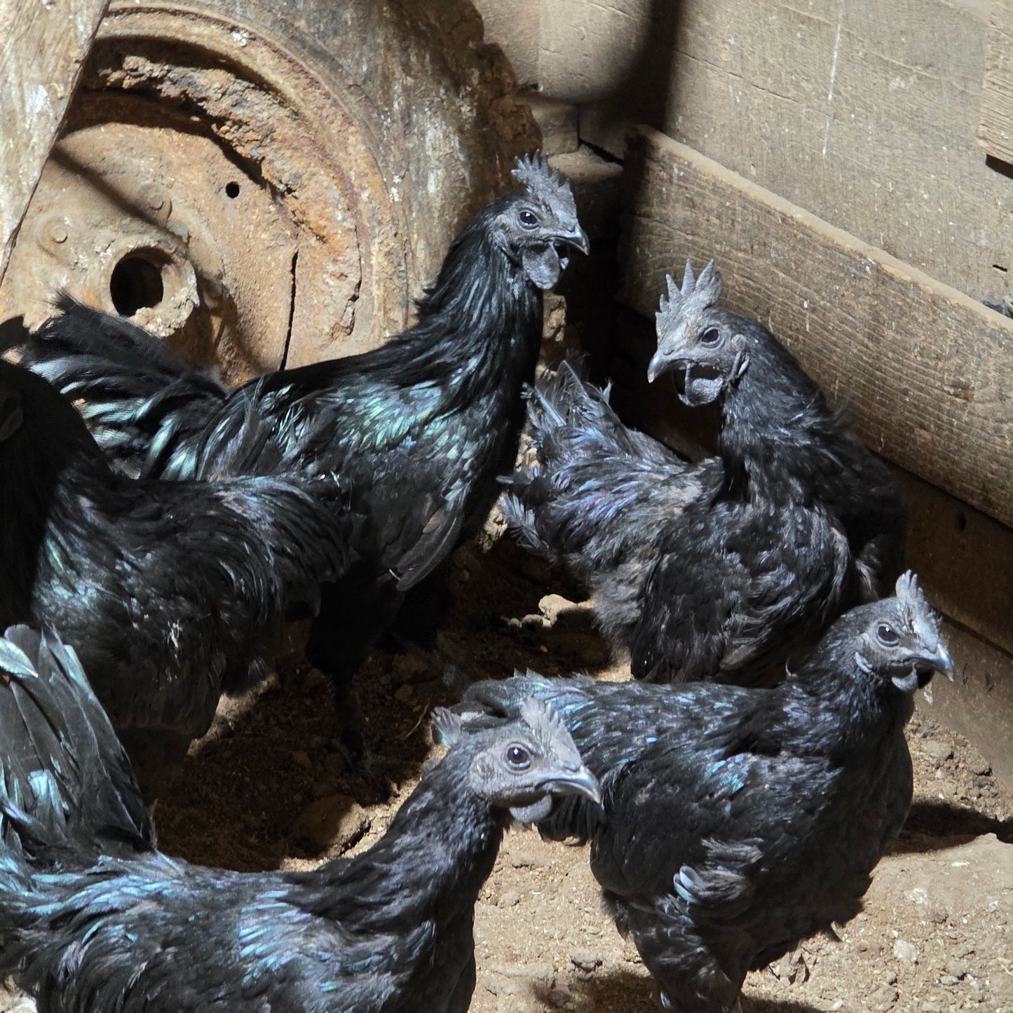 10+ Ayam Cemani Hatching Eggs