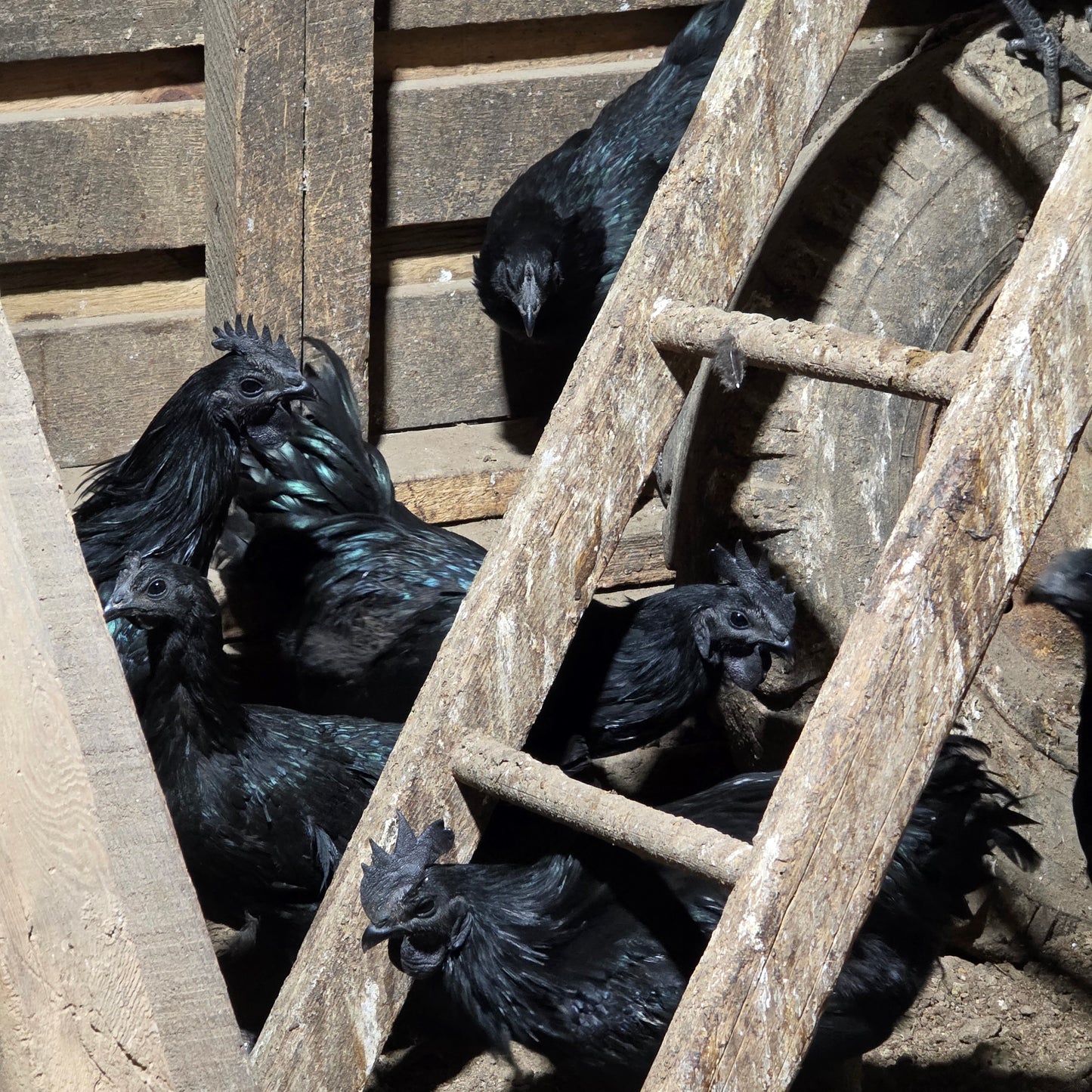 Ayam Cemani Day Old Chick