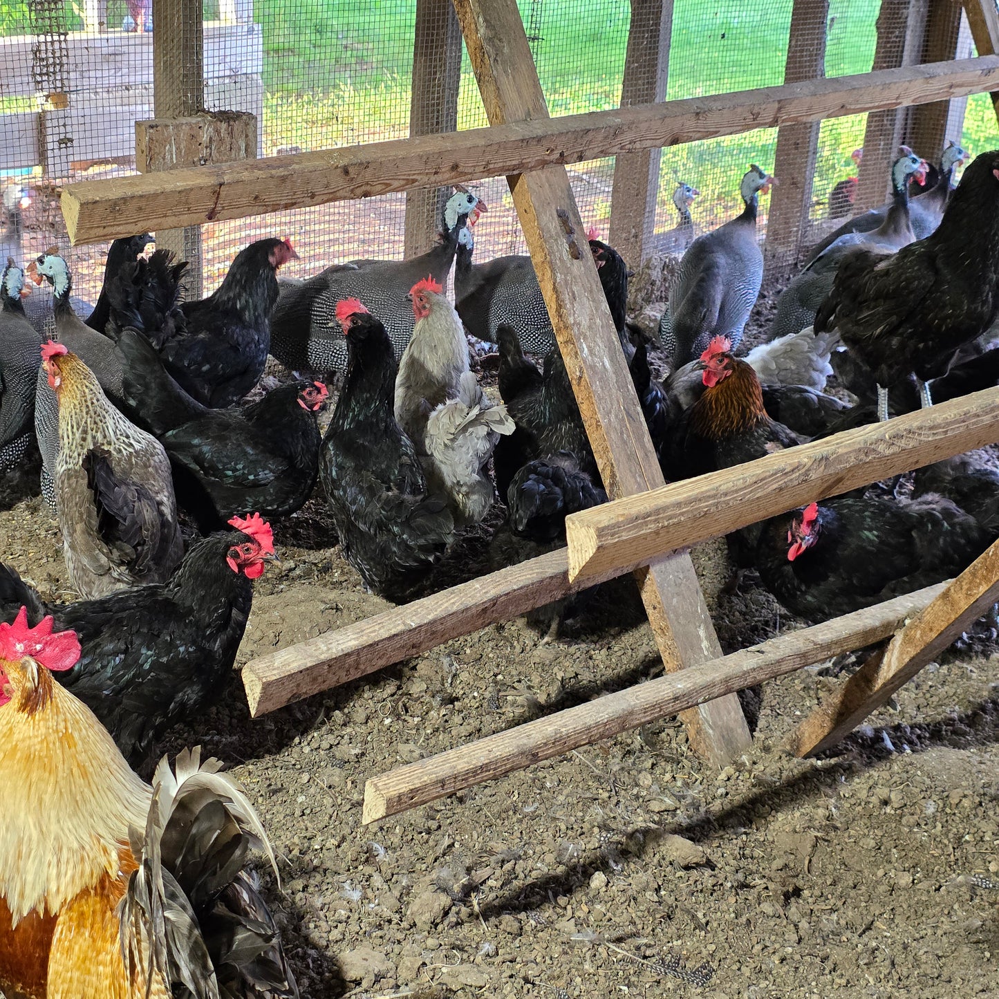 10+ Barnyard Mix Hatching Eggs