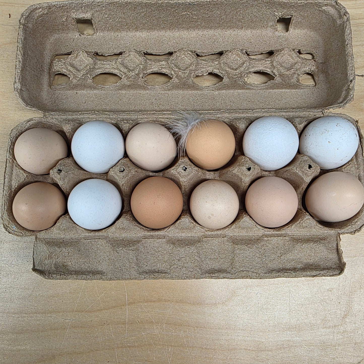 10+ Zombie (Ayam Cemani x White Leghorn) Hatching Eggs