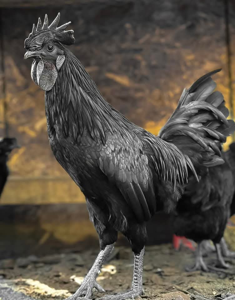 Ayam Cemani Day Old Chick