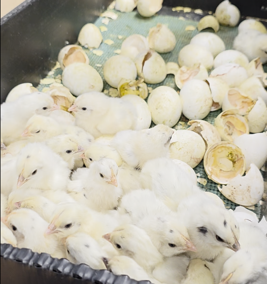 5+ Zombie (Ayam Cemani x White Leghorn) Hatching Eggs