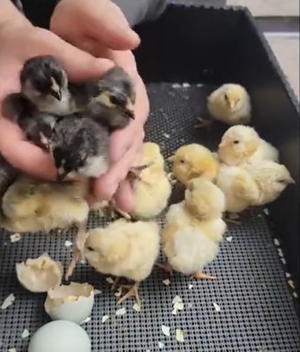 5+ Ermine x Ermine Ameraucana Hatching Eggs