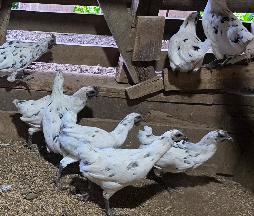 5+ Zombie (Ayam Cemani x White Leghorn) Hatching Eggs