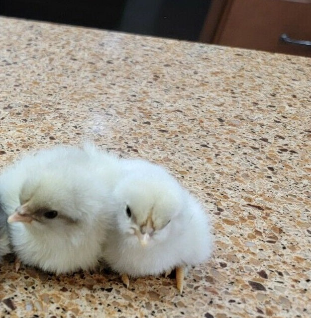 Splash Marans Day Old Chick