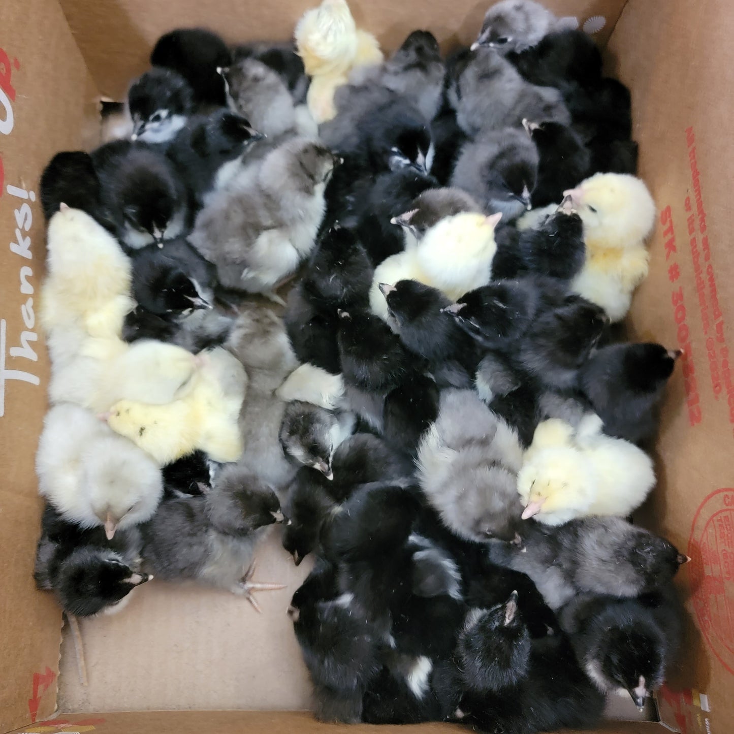 Blue Black Splash Marans Day Old Chick