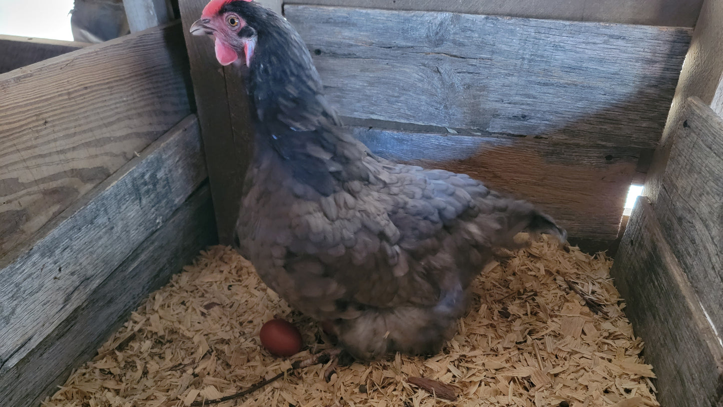 Blue Black Splash Marans Day Old Chick