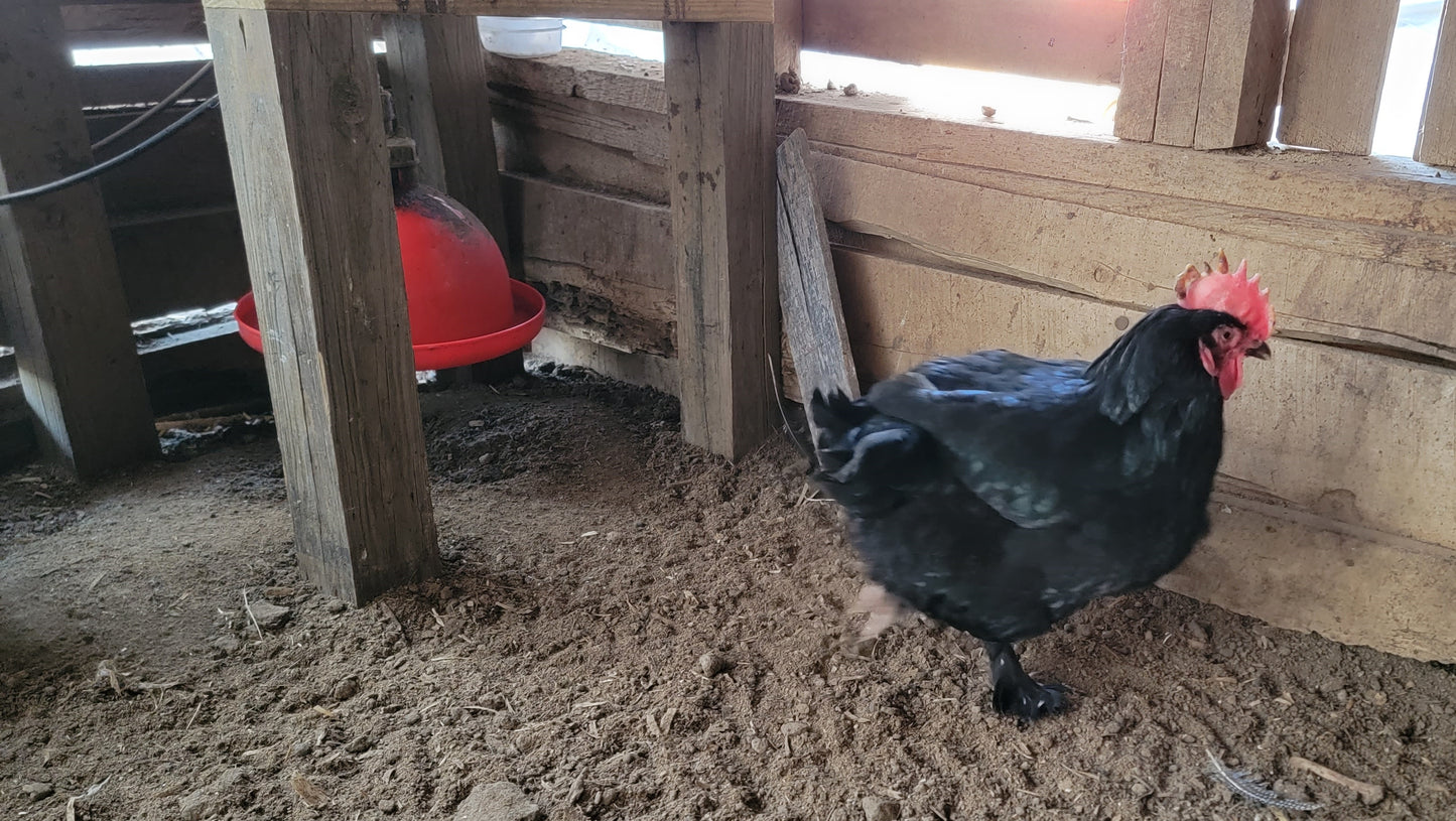 Blue Black Splash Marans Day Old Chick