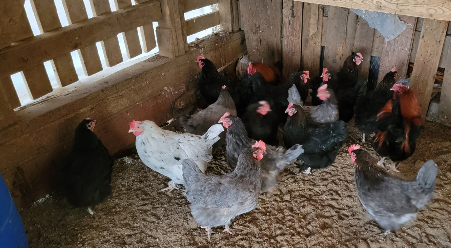 Blue Black Splash Marans Day Old Chick