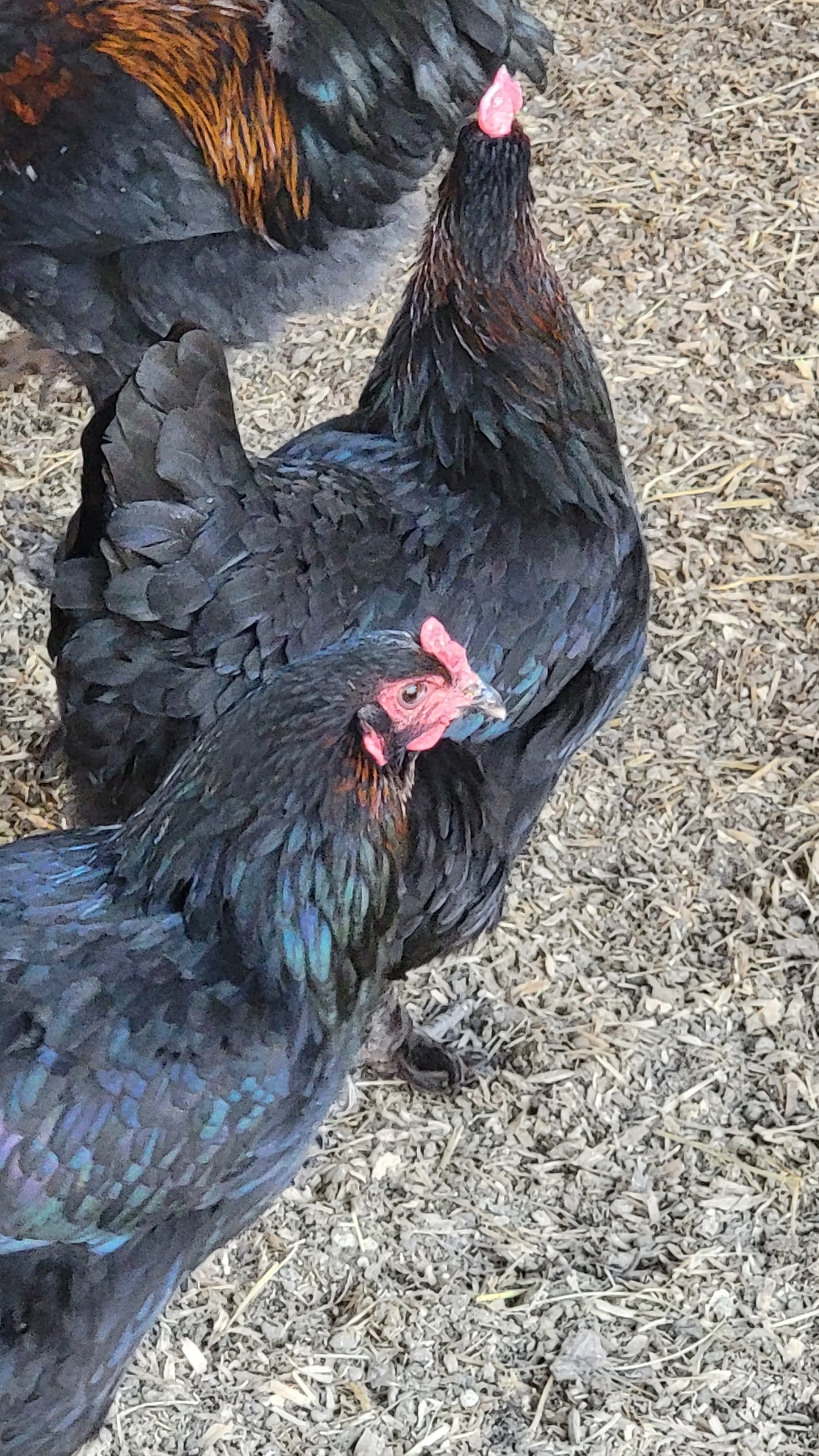 10+ Blue Black Splash Marans Hatching Eggs