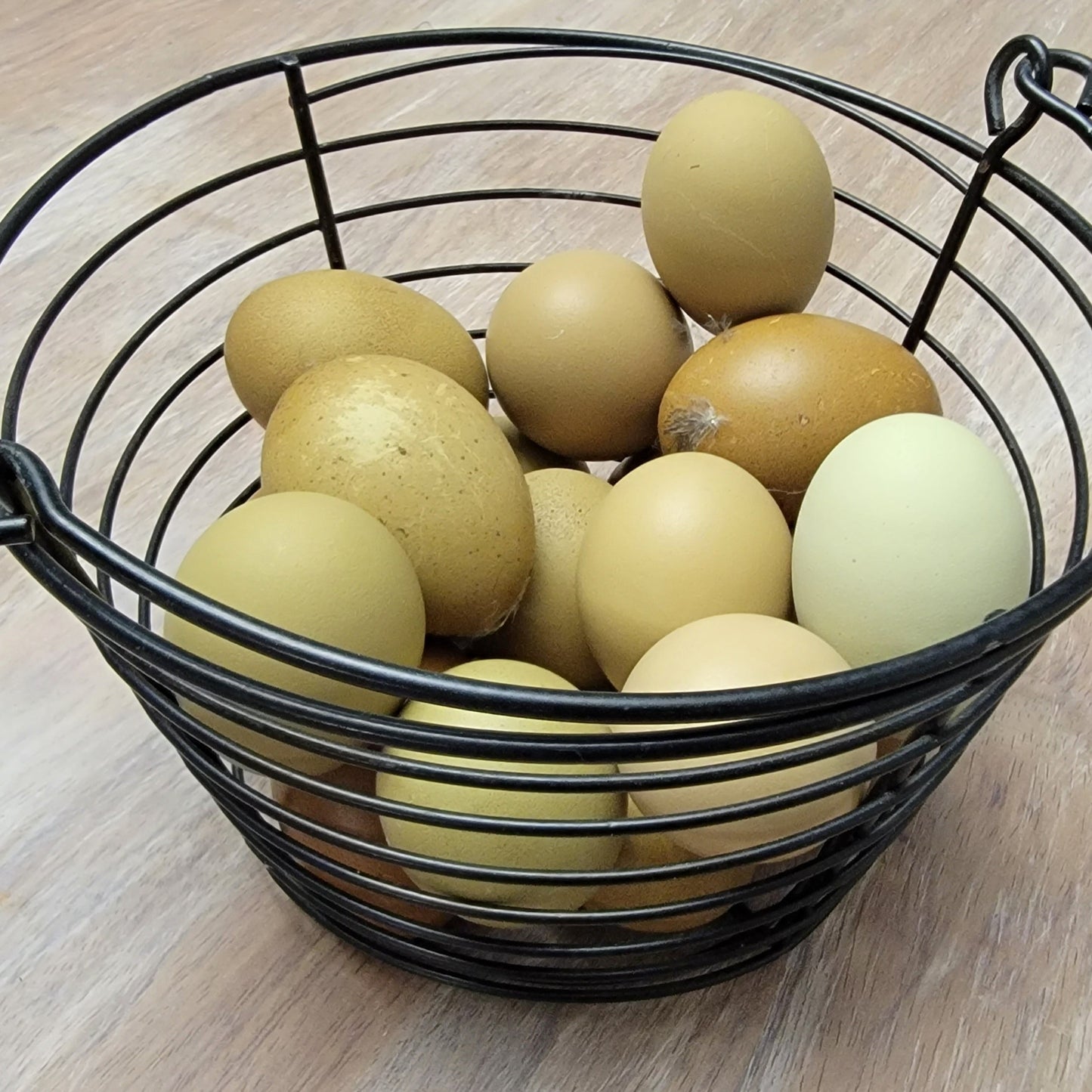5+ Olive Egger Hatching Eggs
