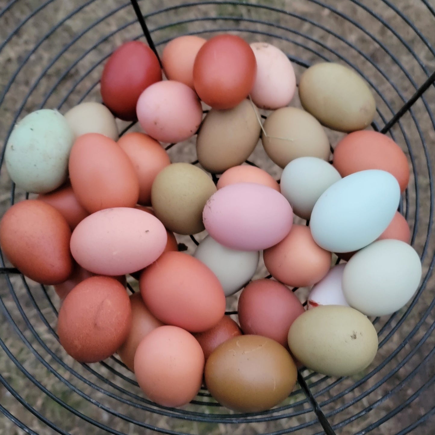 10+ Barnyard Mix Hatching Eggs