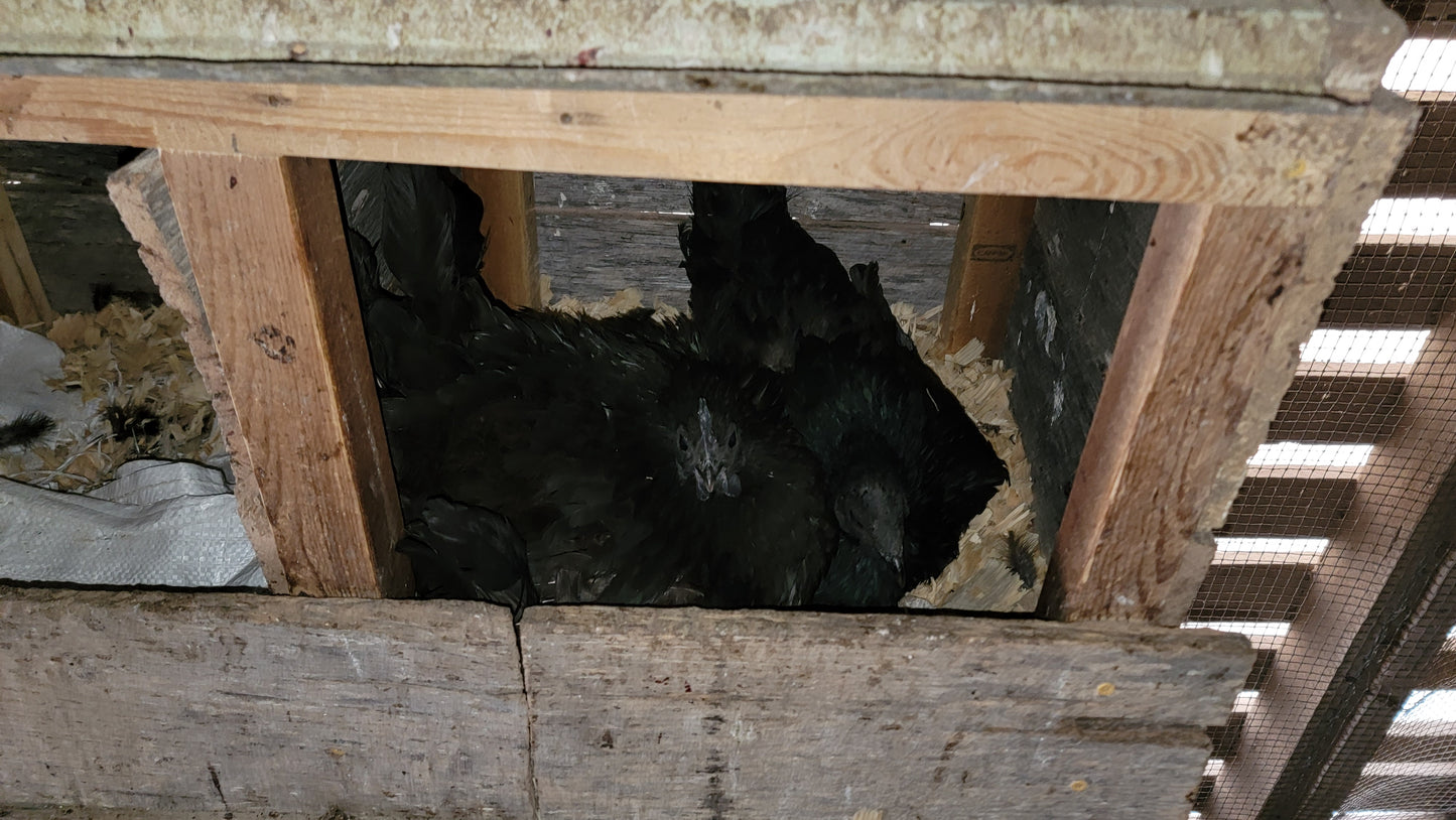 10+ Ayam Cemani Hatching Eggs