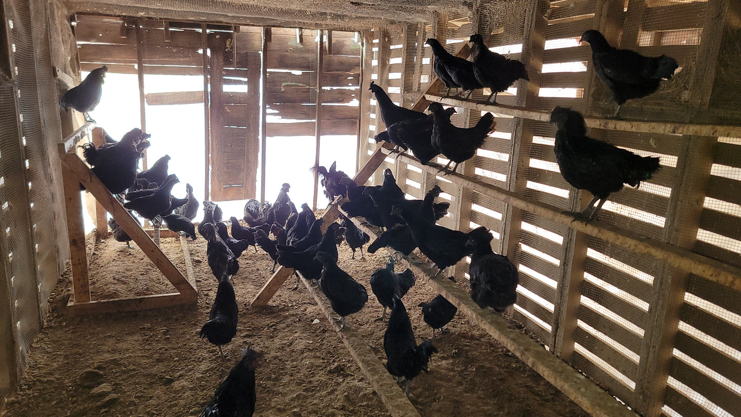 10+ Ayam Cemani Hatching Eggs