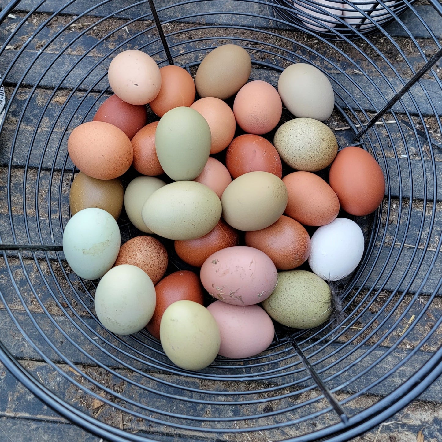 10+ Barnyard Mix Hatching Eggs