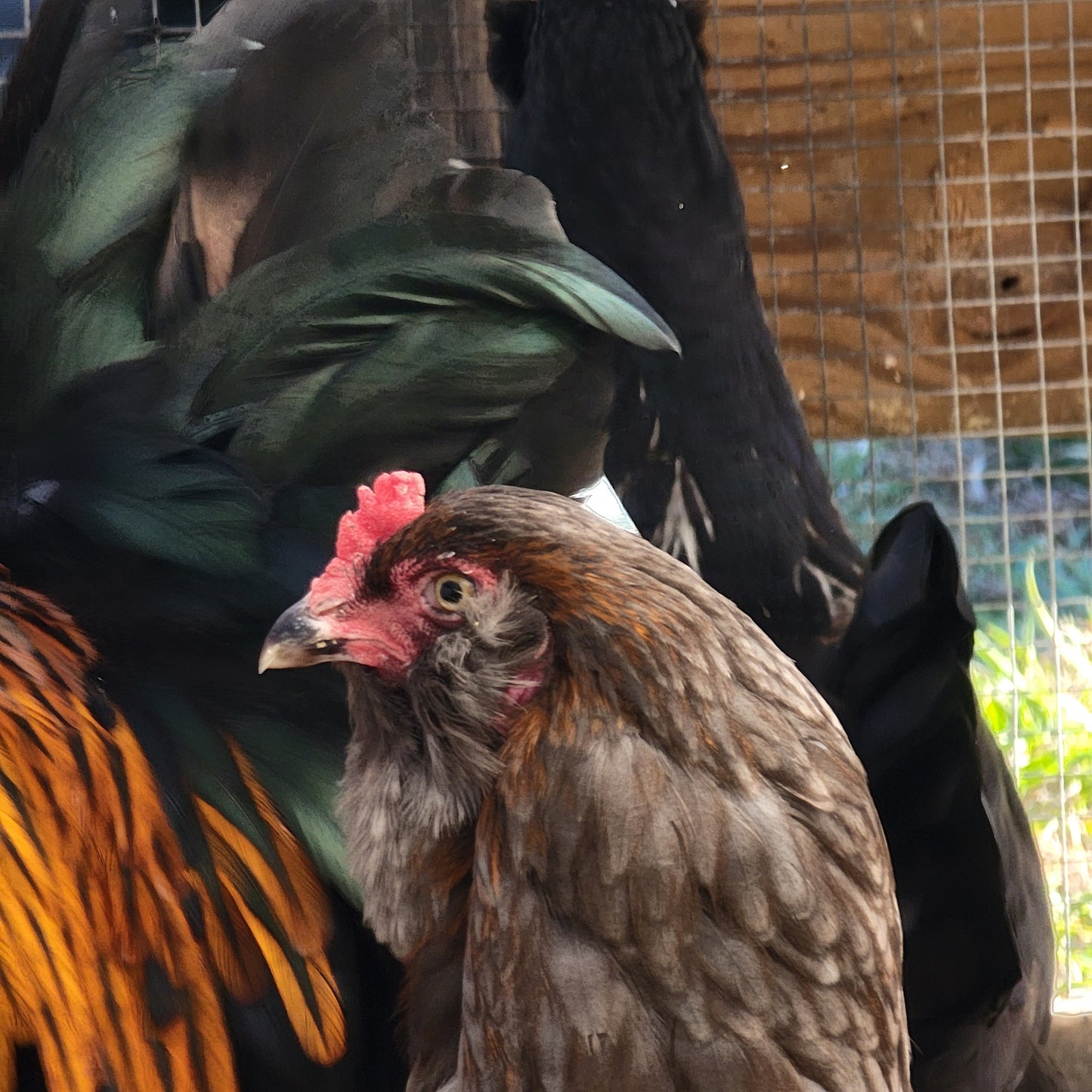 5+ Olive Egger Hatching Eggs