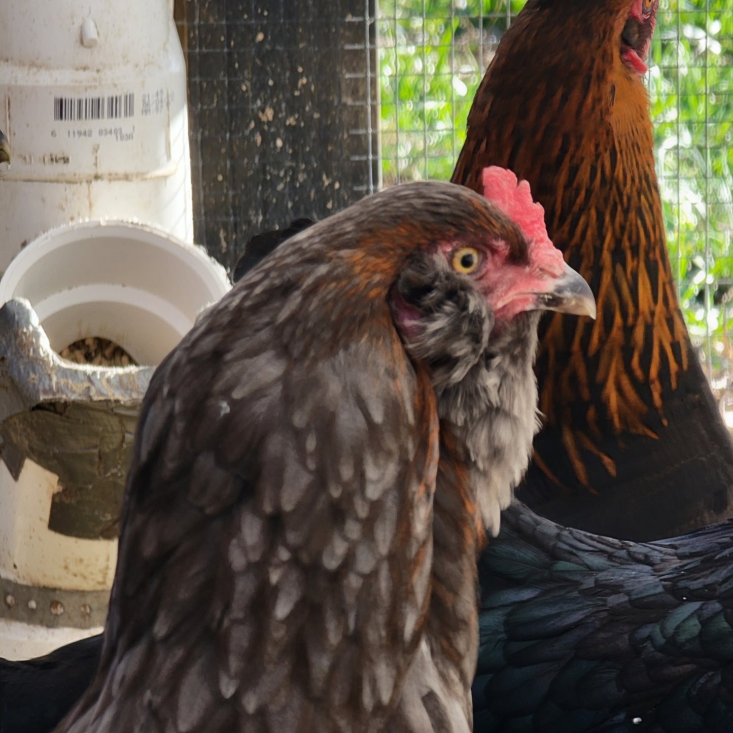 Olive Egger Day Old Chick