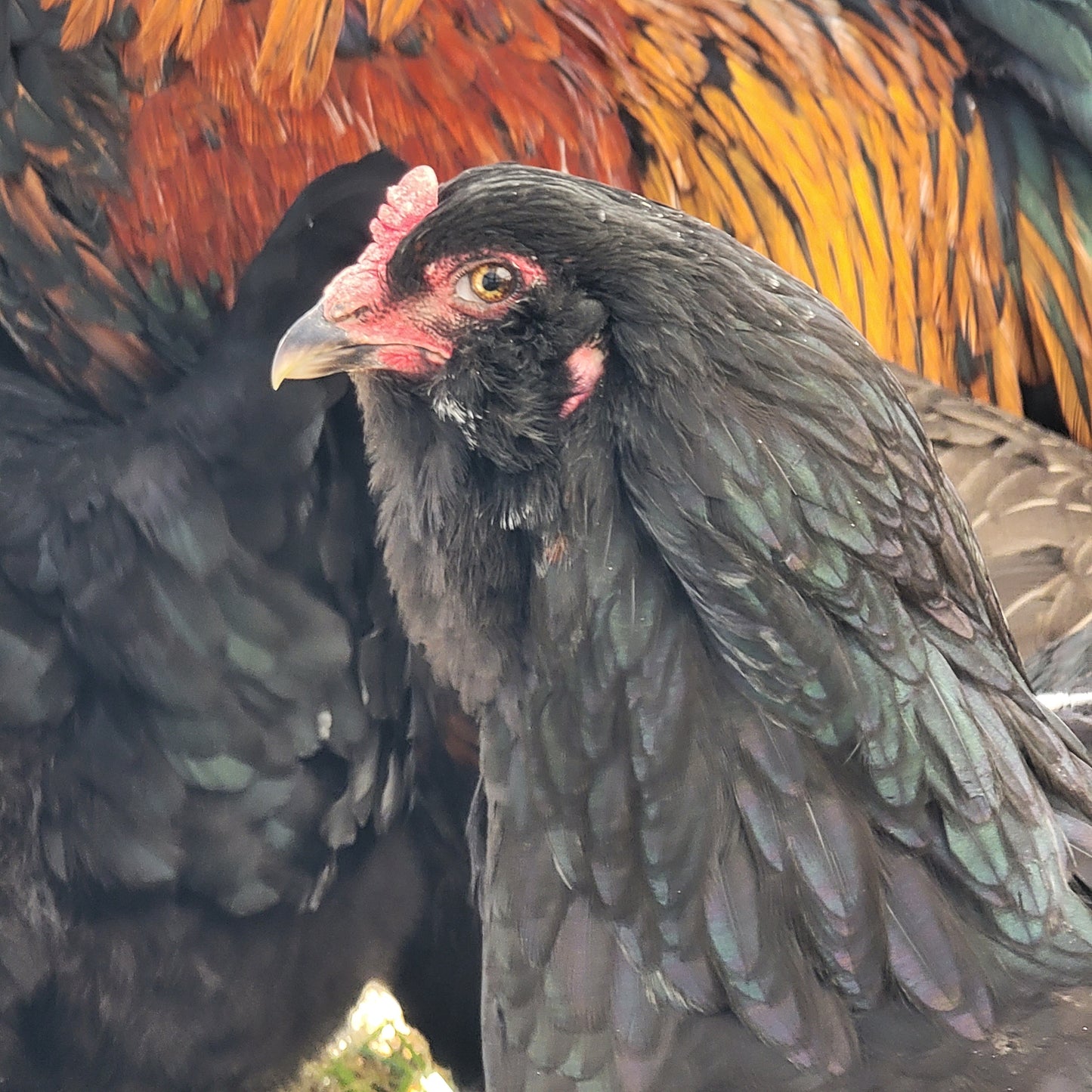 5+ Olive Egger Hatching Eggs