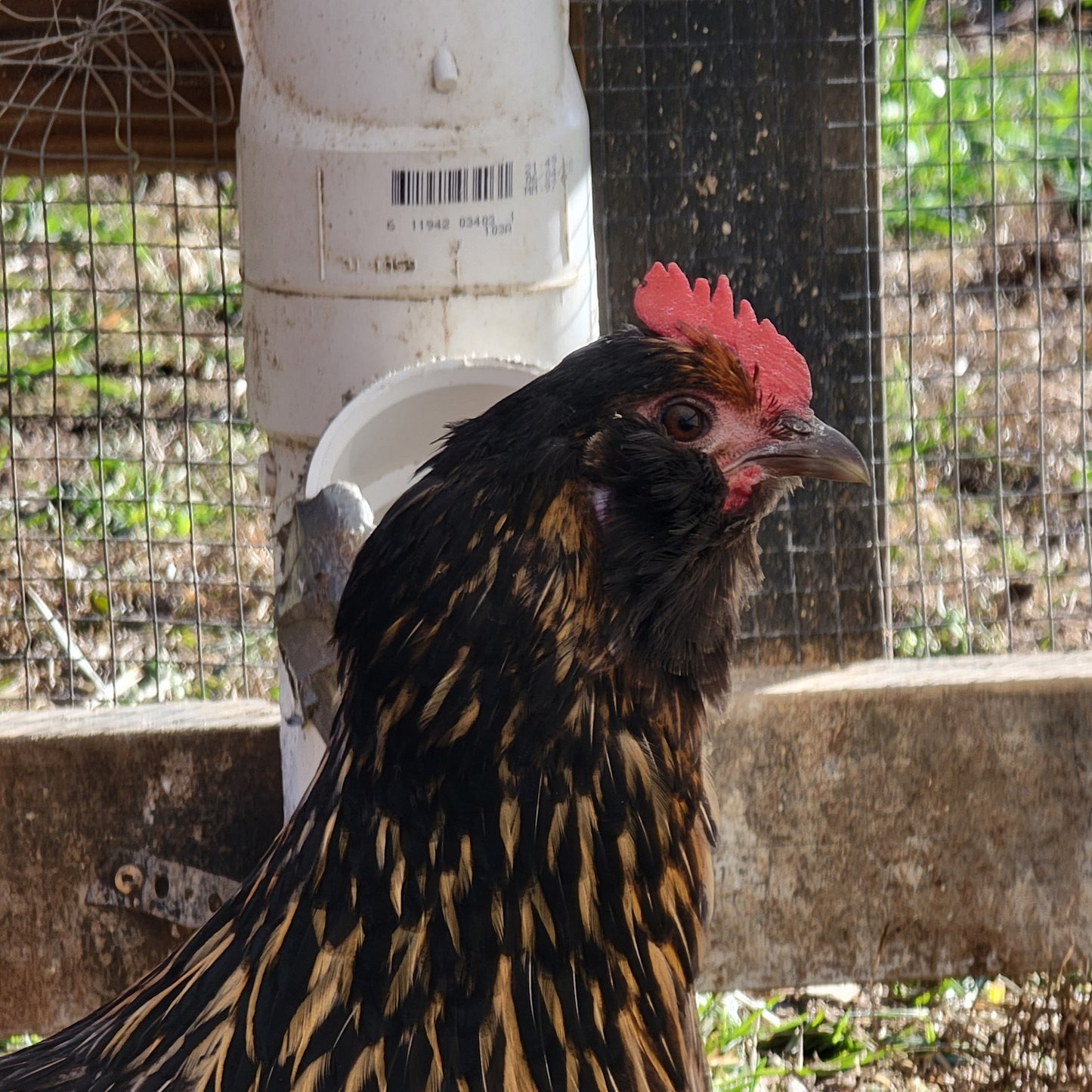 Olive Egger Day Old Chick