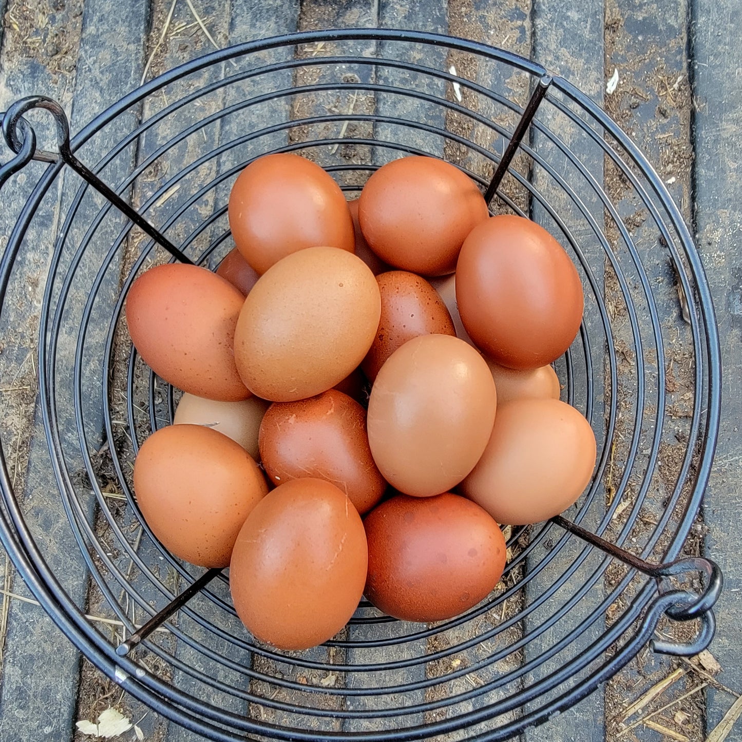 Blue Black Splash Marans Day Old Chick