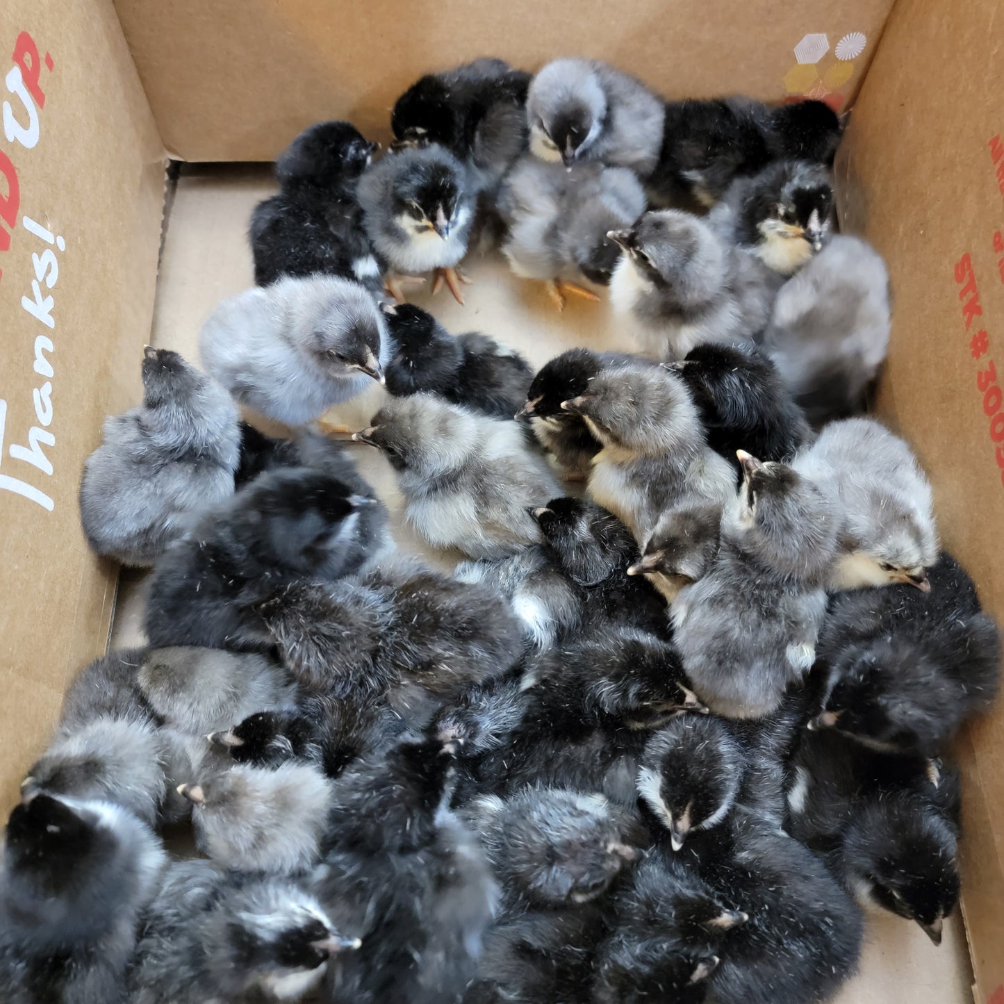 10+ Blue Black Splash Marans Hatching Eggs
