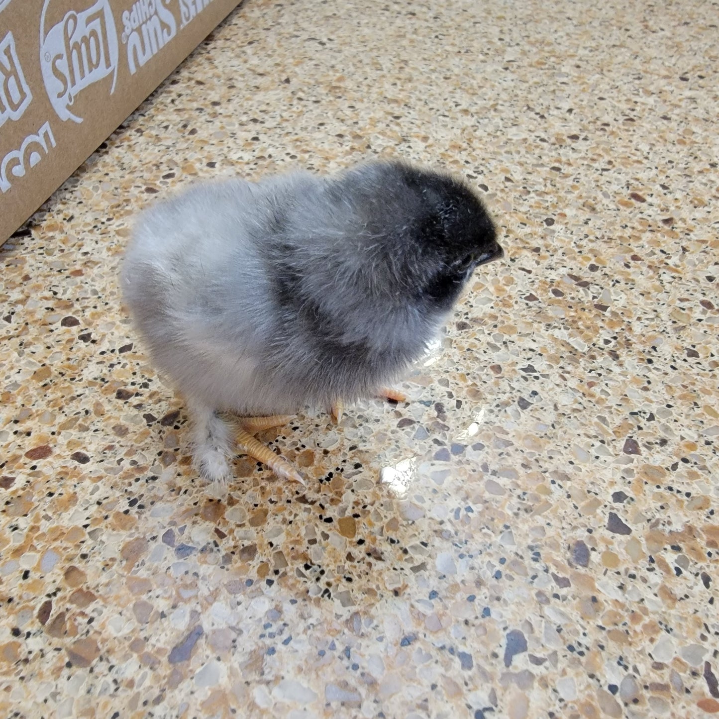 Blue Black Splash Marans Day Old Chick