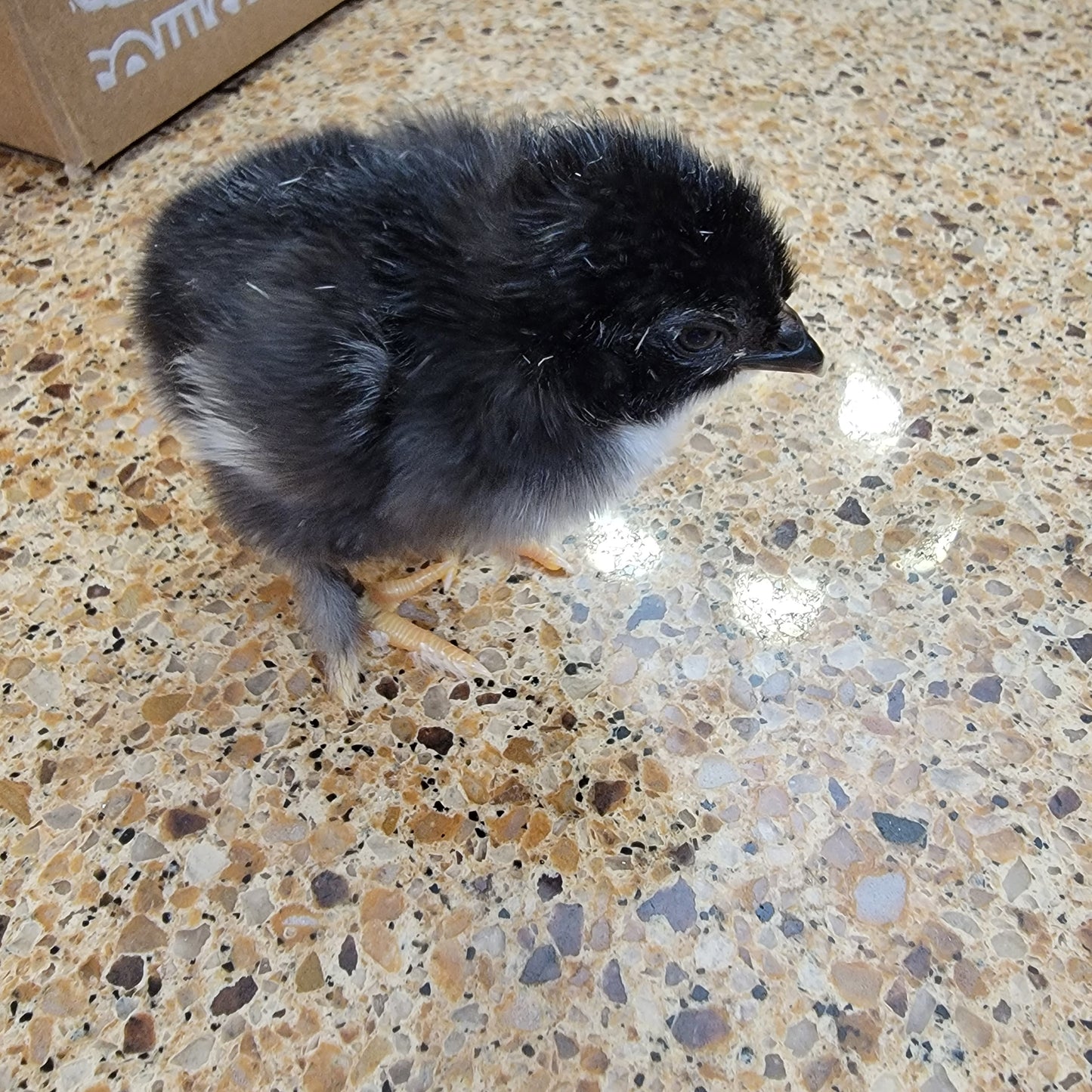 Blue Black Splash Marans Day Old Chick