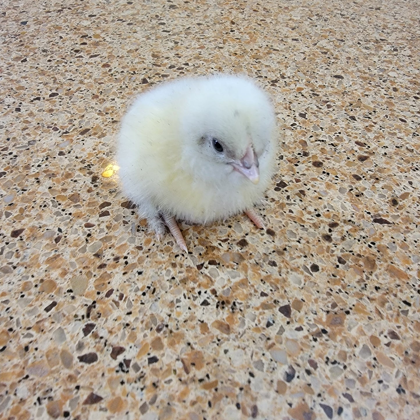 Blue Black Splash Marans Day Old Chick