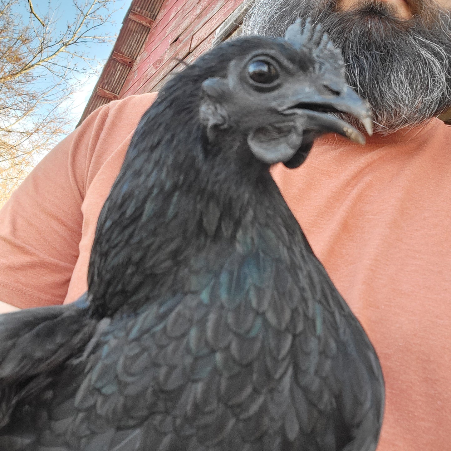 CULL Ayam Cemani Day Old Chick