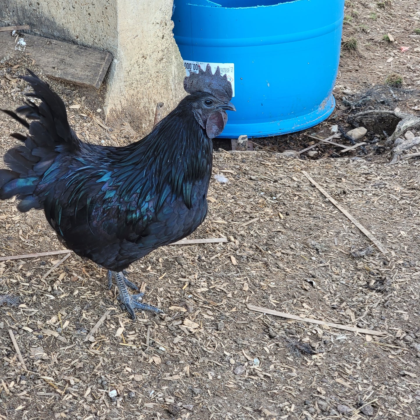 CULL Ayam Cemani Day Old Chick