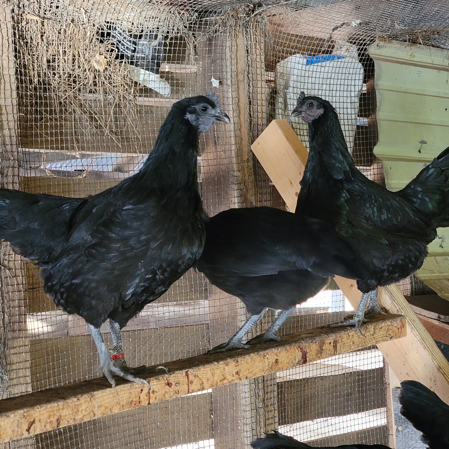 CULL Ayam Cemani Day Old Chick