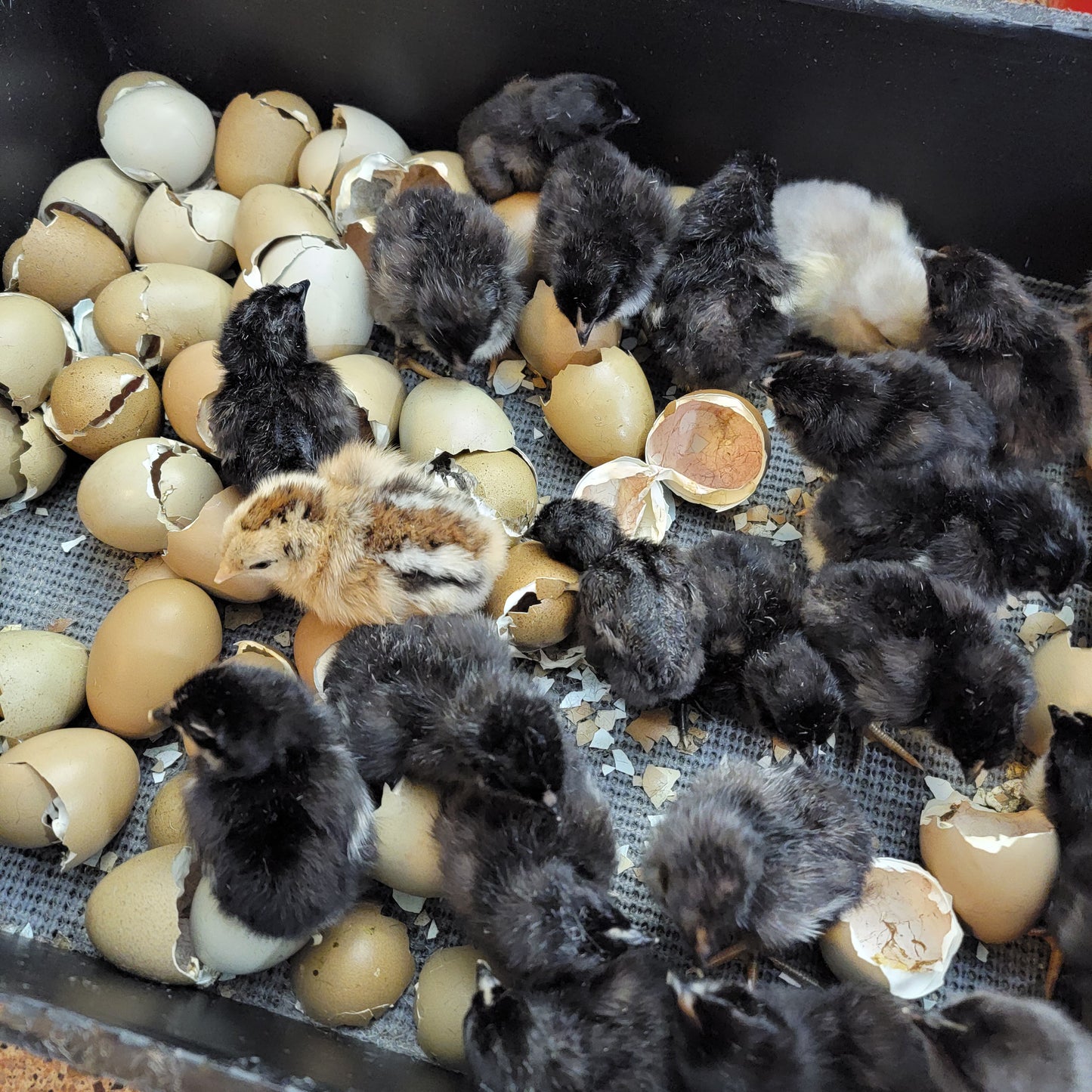 5+ Olive Egger Hatching Eggs