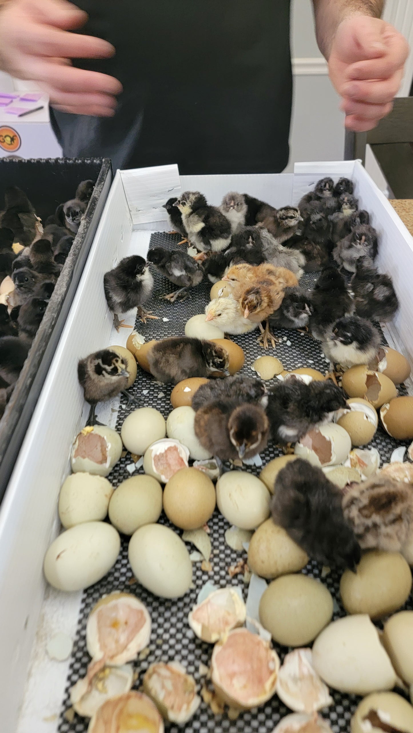 5+ Olive Egger Hatching Eggs