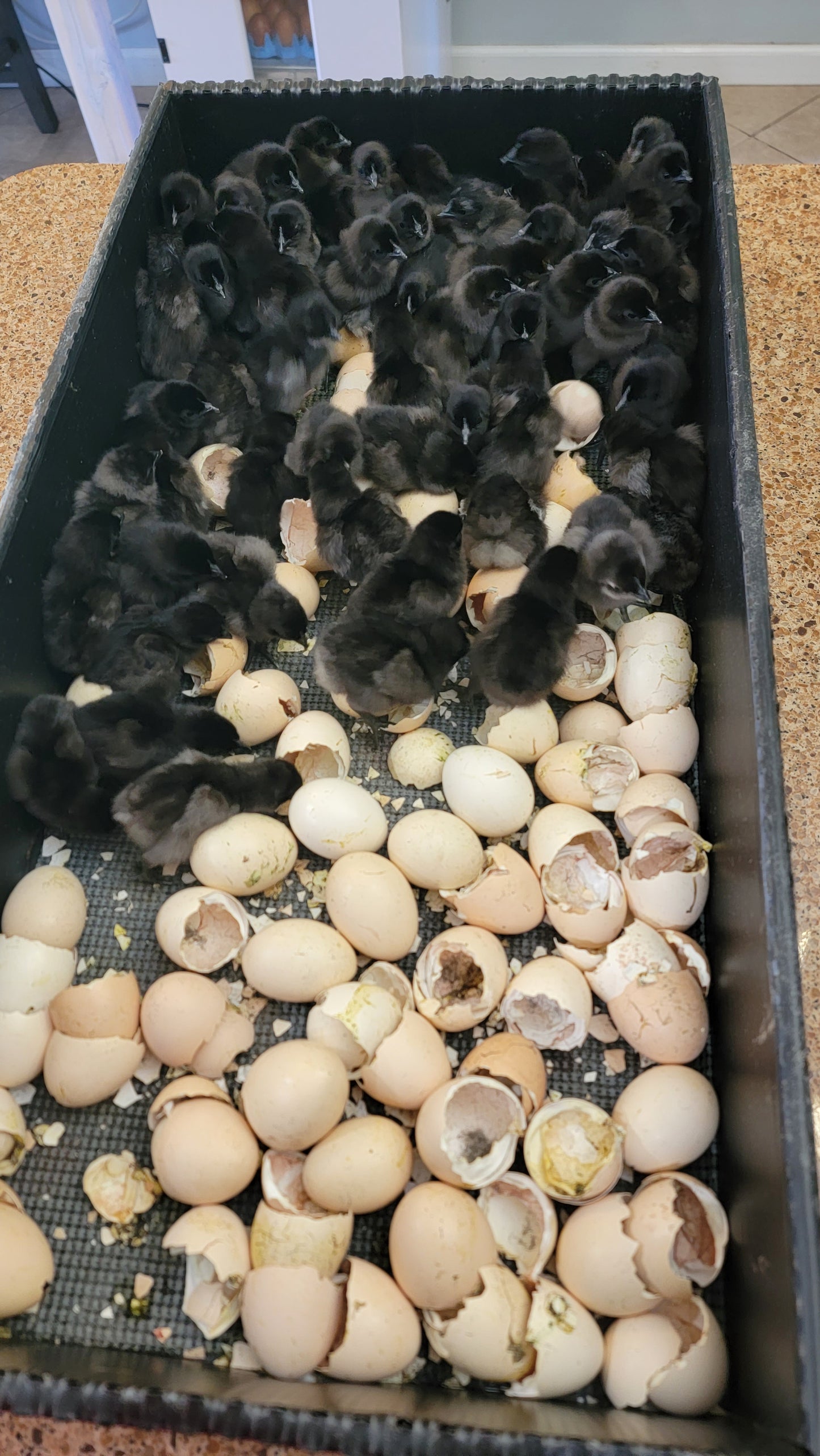 CULL Ayam Cemani Day Old Chick