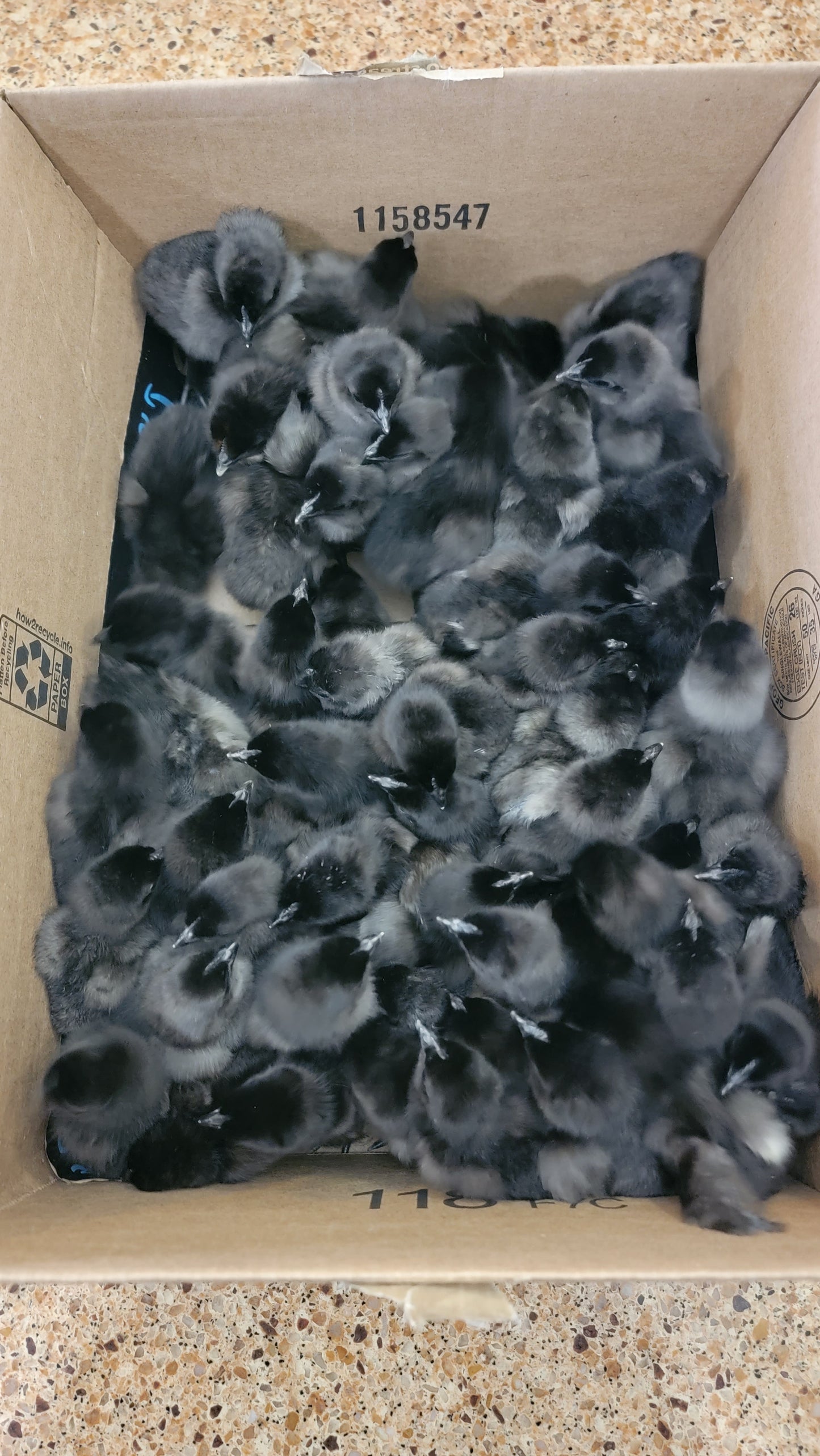 CULL Ayam Cemani Day Old Chick